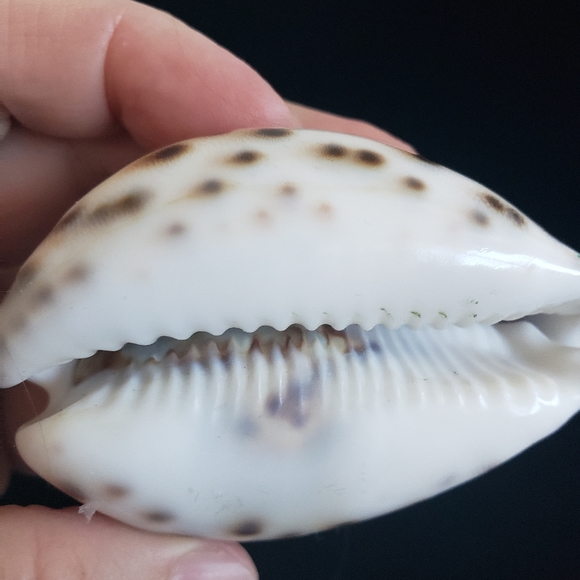 #Handcraved Cowrie Shell Souvenir Crescent City CA Sea Scene - Picture 6 of 7